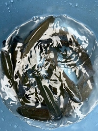 生きた川魚